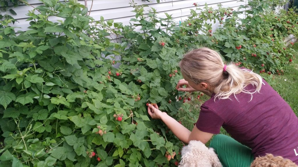 Emma picking raspberries